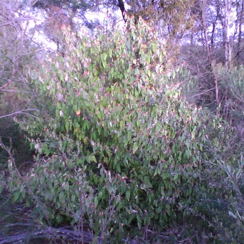 Lasiopetalum macrophyllum