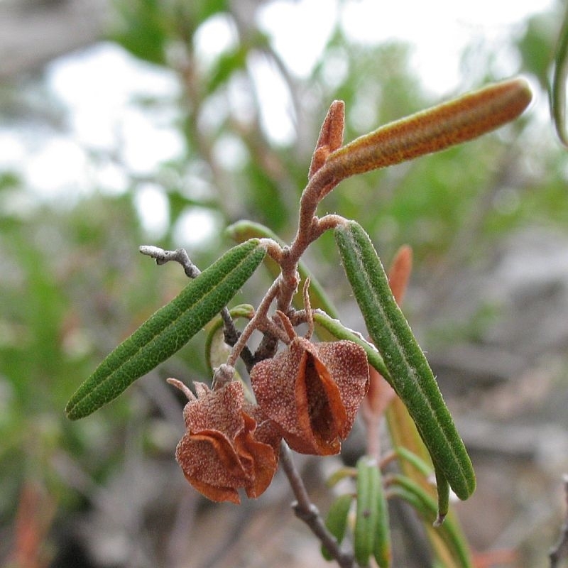 Lasiopetalum rufum