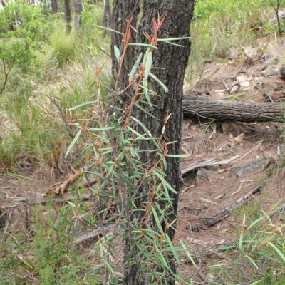 Lasiopetalum rufum