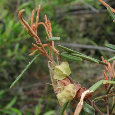 Lasiopetalum rufum