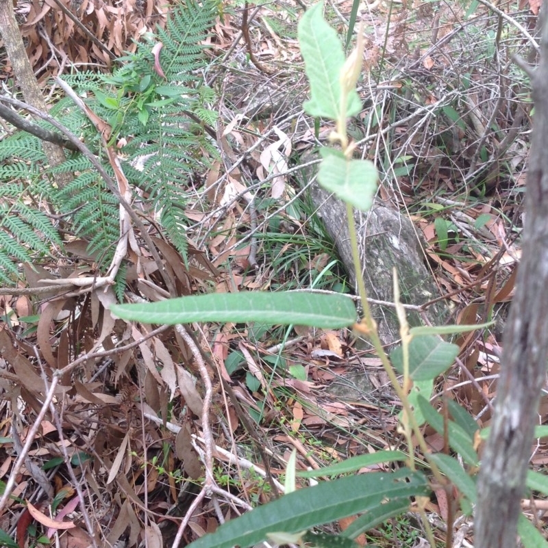 Lasiopetalum sp.