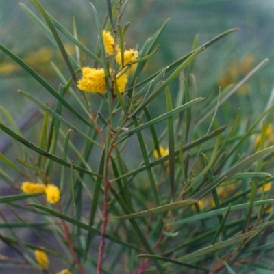Acacia doratoxylon
