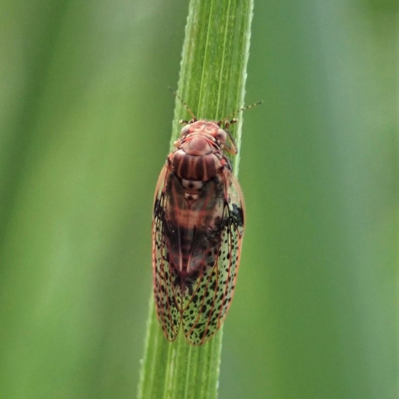 Lasiopsylla sp. (genus)