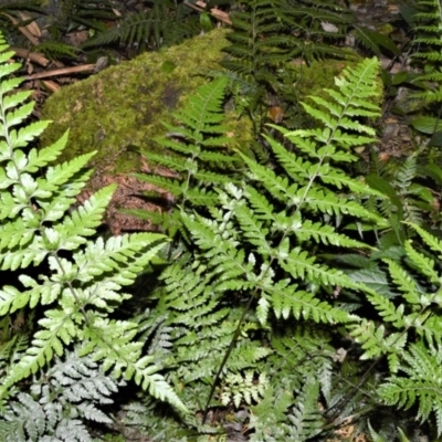 Lastreopsis acuminata