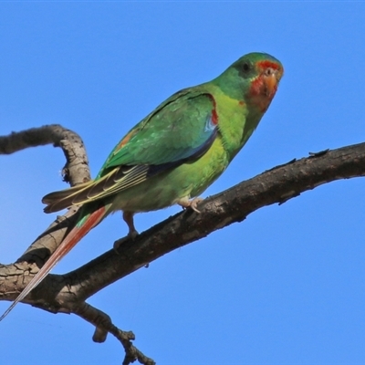 Lathamus discolor