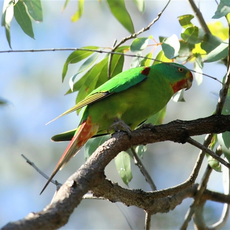 Lathamus discolor