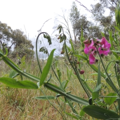 Lathyrus latifolius