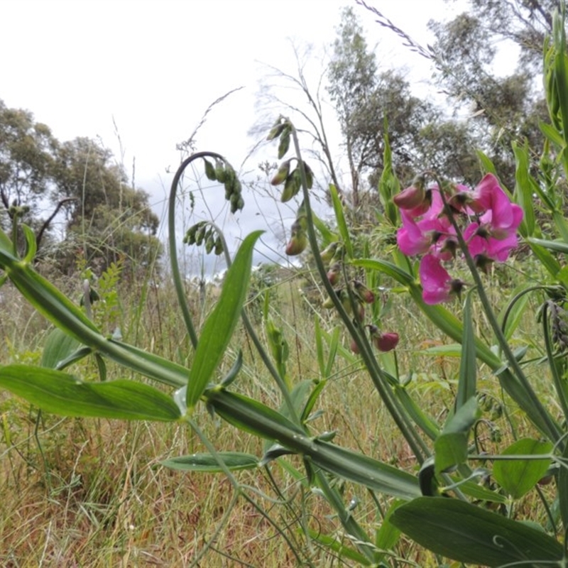 Lathyrus latifolius