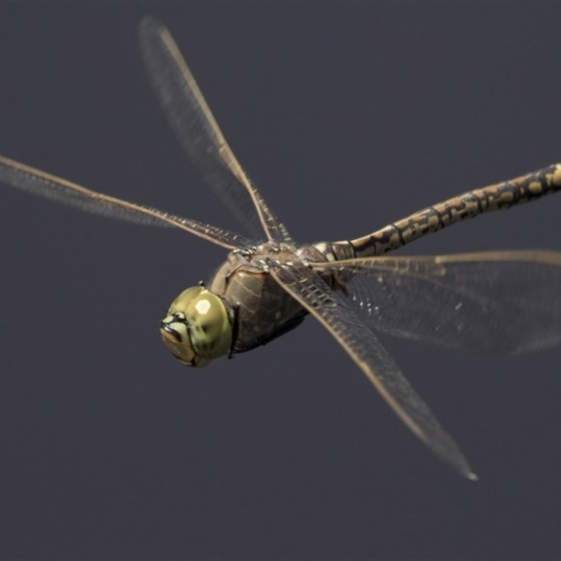 Anax papuensis