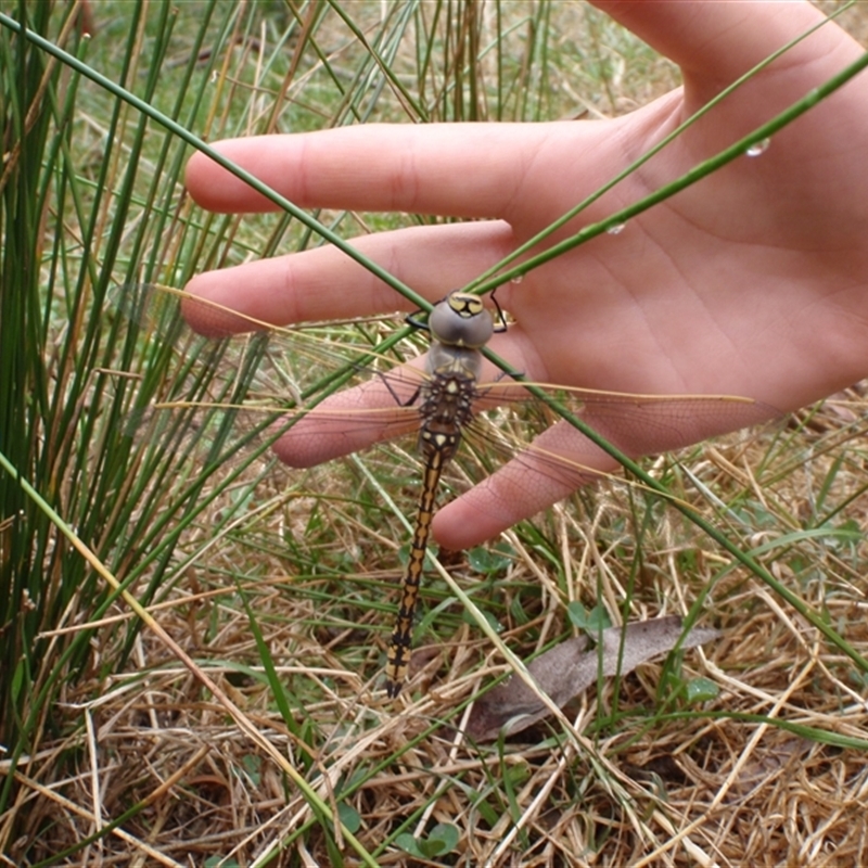 Anax papuensis