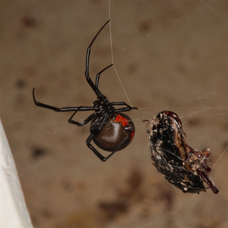 Latrodectus hasselti