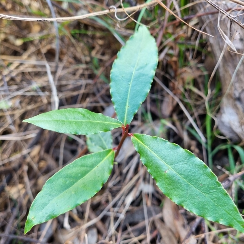 Laurus nobilis