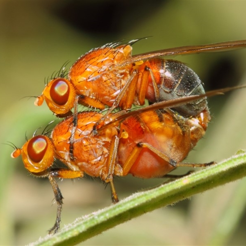 Lauxaniidae (family)