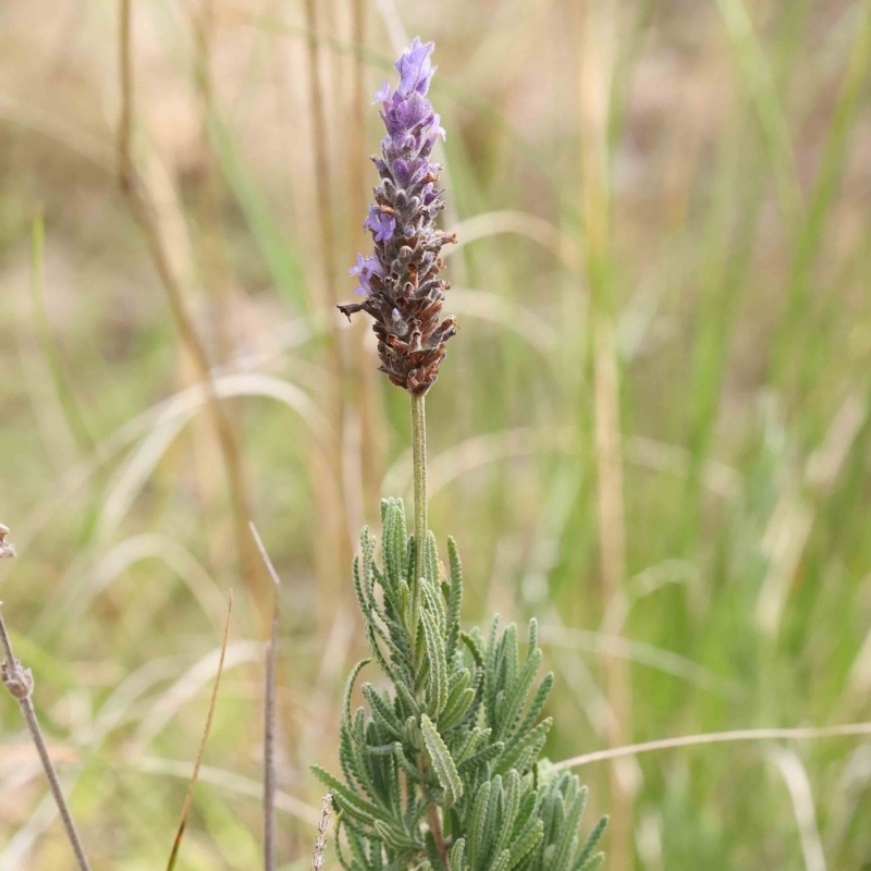 Lavandula sp.