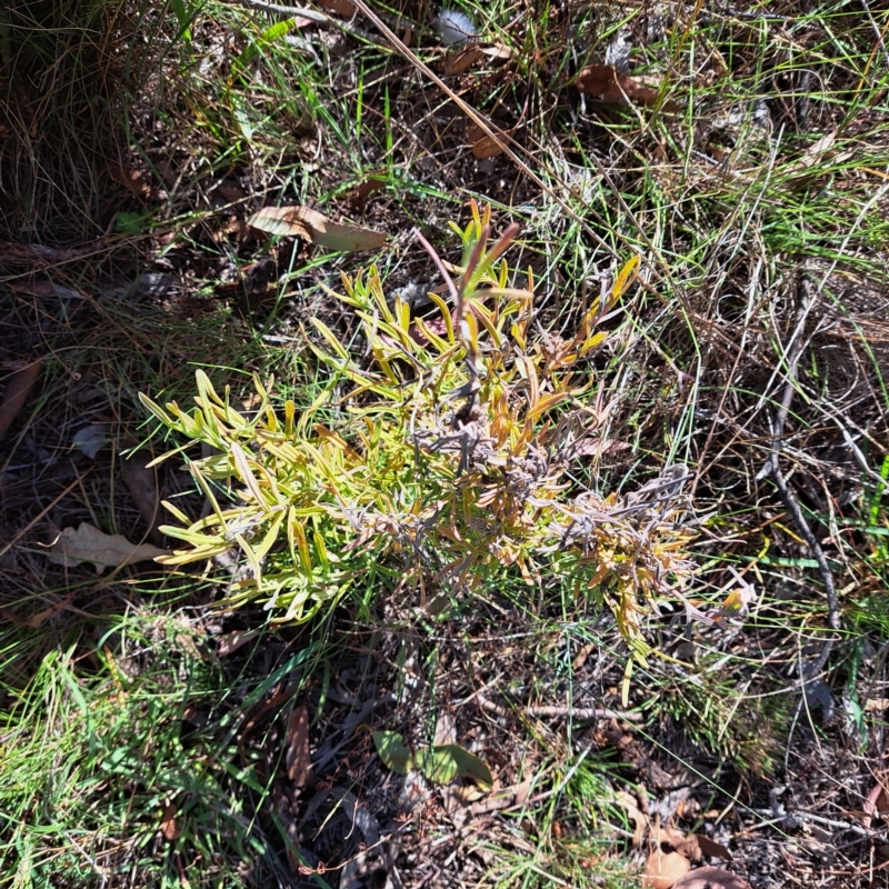 Lavandula sp.