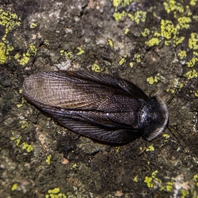 Laxta granicollis