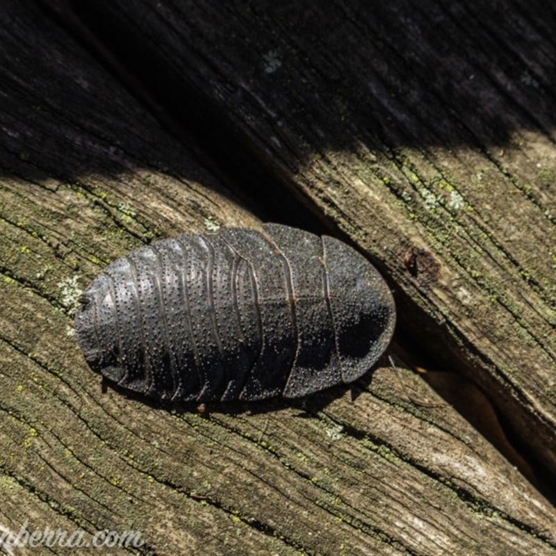 Laxta granicollis