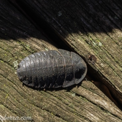 Laxta granicollis