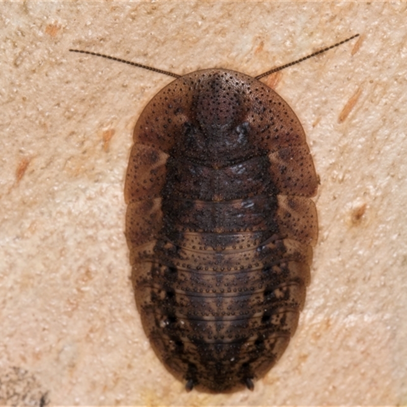 Laxta sp. (genus)