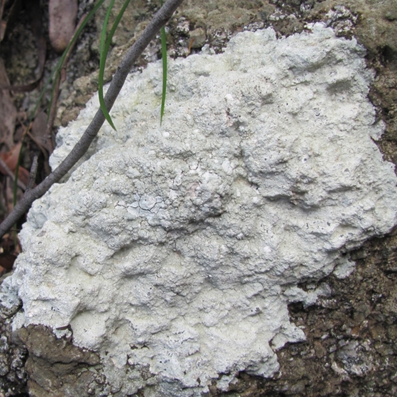 Lecanora farinacea