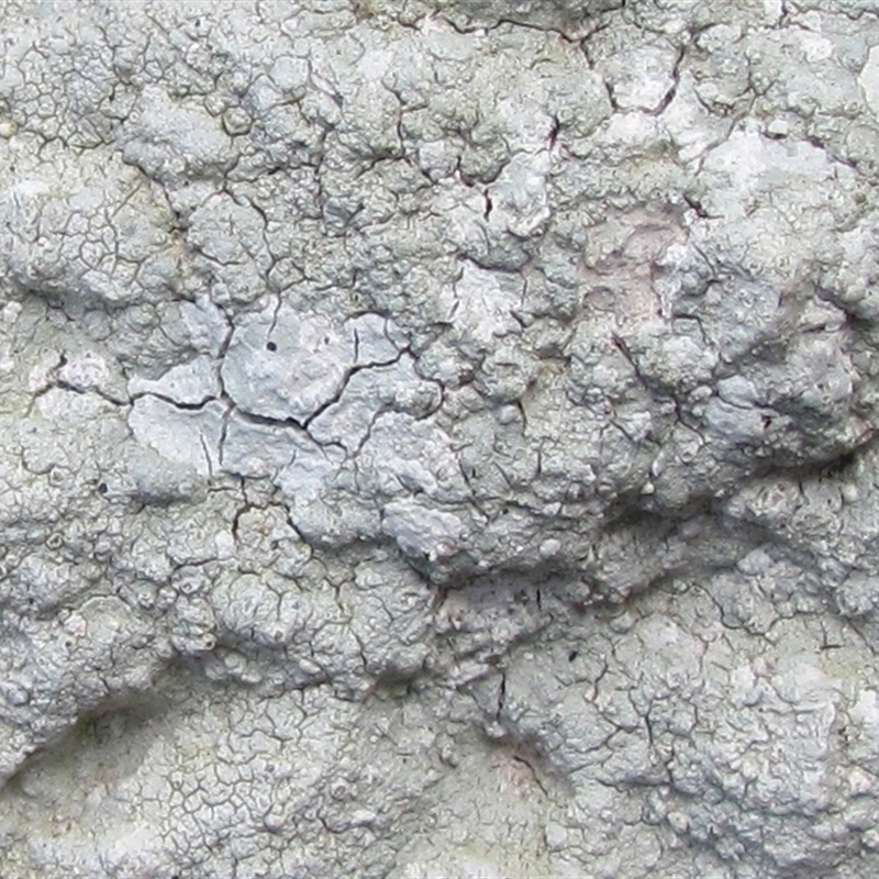 Lecanora farinacea