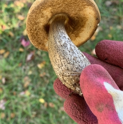 Leccinum scabrum