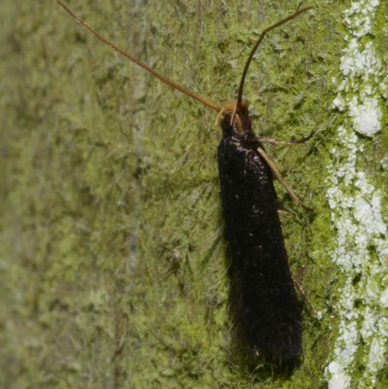 Lecithocera (genus)