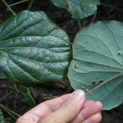 Jackie Miles, Minnamurra rainforest