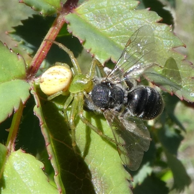 Lehtinelagia prasina