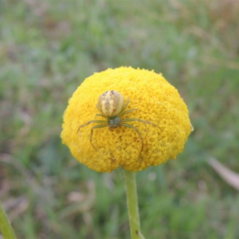 Lehtinelagia prasina
