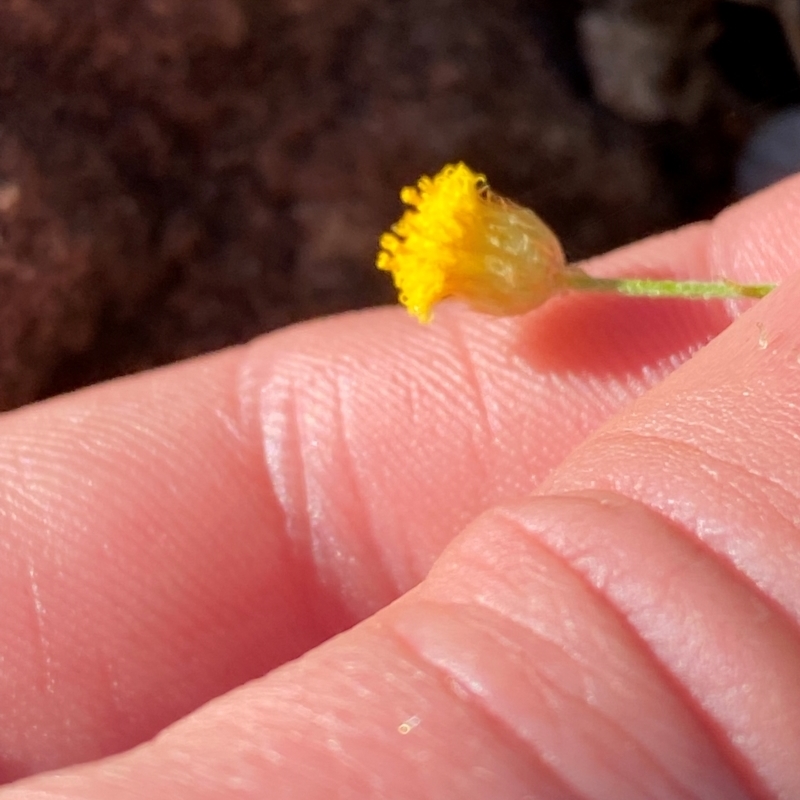 Leiocarpa semicalva subsp. semicalva