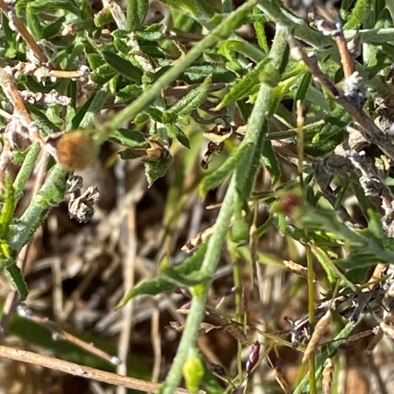 Leiocarpa semicalva subsp. semicalva