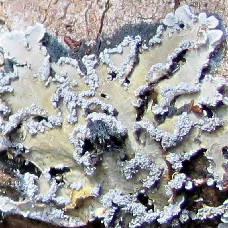 Leioderma sorediatum