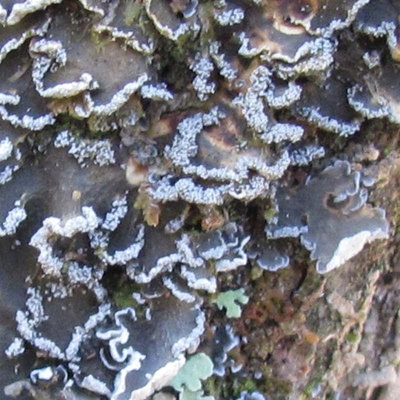 Leioderma sorediatum