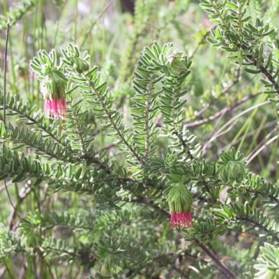 Leionema carruthersii