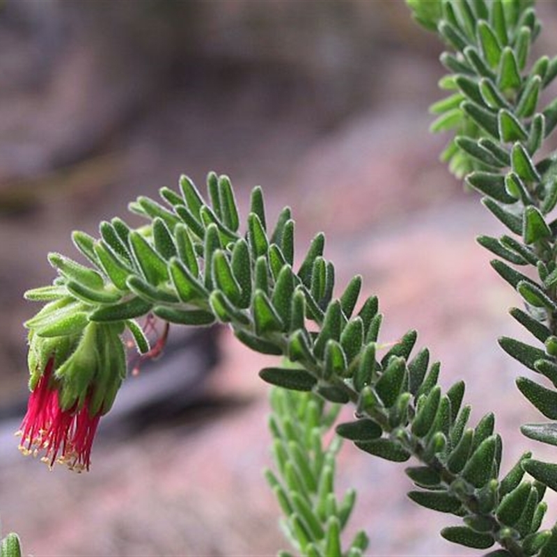 Leionema carruthersii