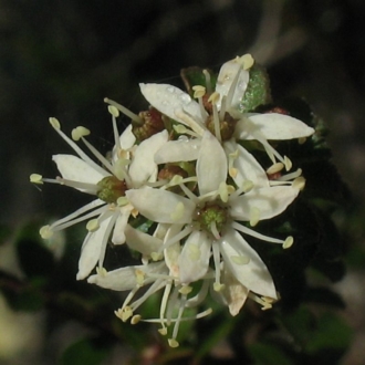 Leionema lamprophyllum subsp. obovatum