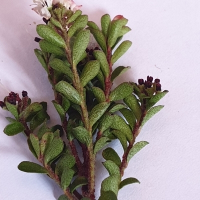 Leionema lamprophyllum subsp. obovatum