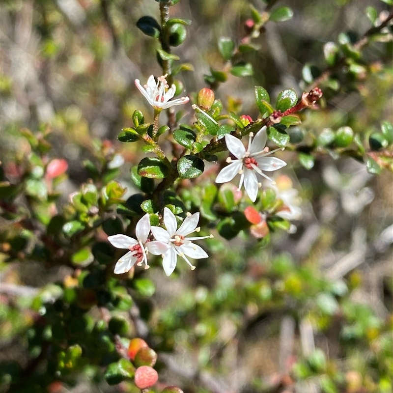 Leionema lamprophyllum subsp. obovatum