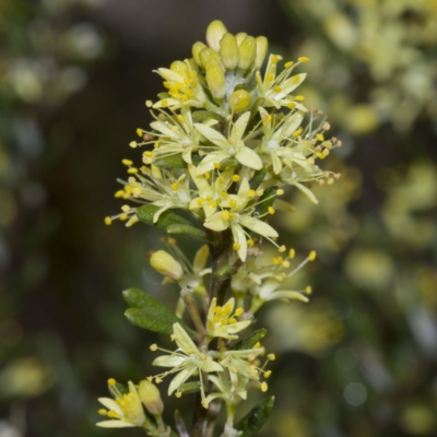 Leionema phylicifolium
