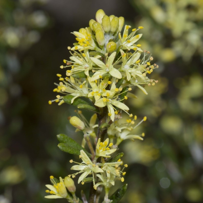 Leionema phylicifolium