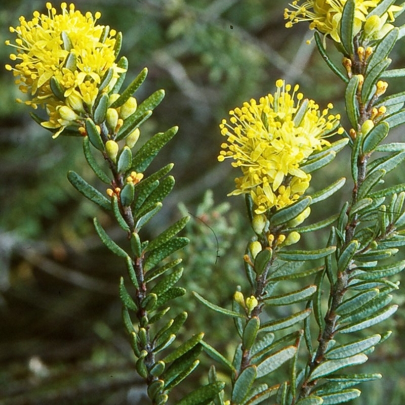 Leionema phylicifolium