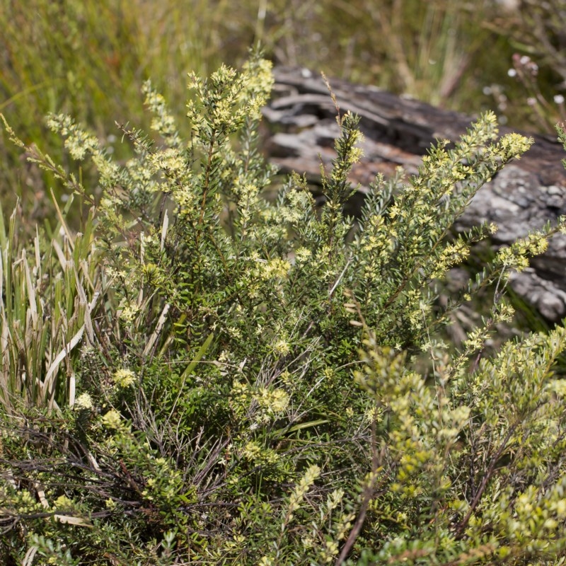 Leionema phylicifolium