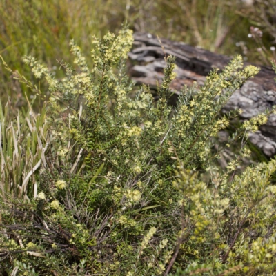 Leionema phylicifolium