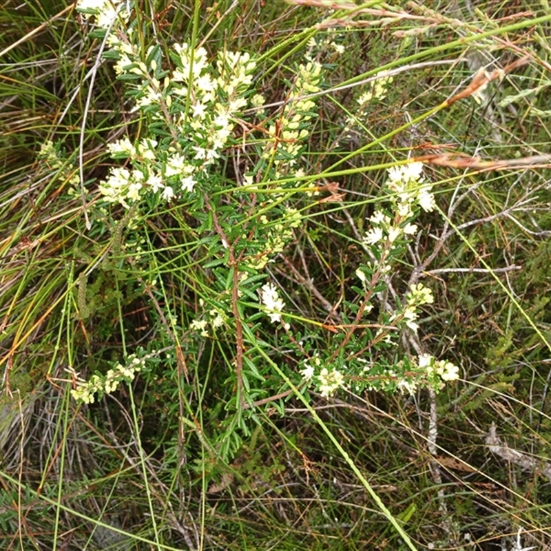 Leionema phylicifolium