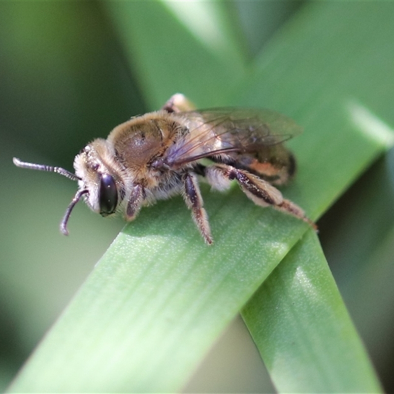 Leioproctus (Exleycolletes) sp.