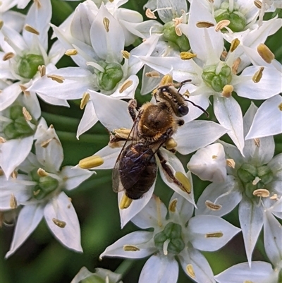 Leioproctus (Exleycolletes) sp.