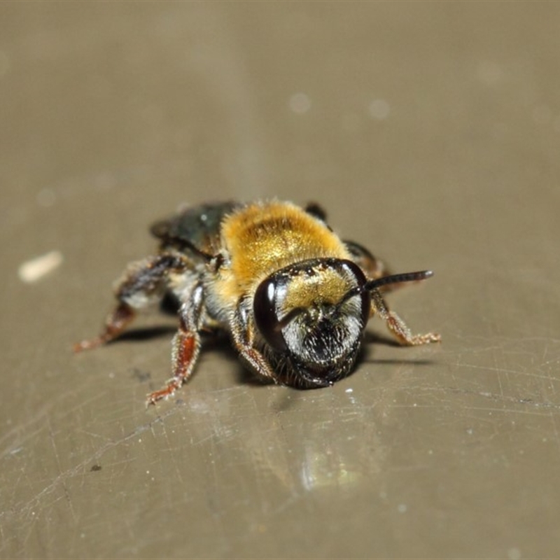 Leioproctus (Leioproctus) amabilis