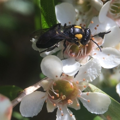 Leioproctus (Leioproctus) irroratus