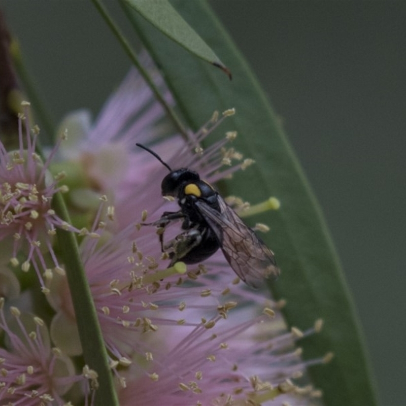 Leioproctus (Leioproctus) irroratus